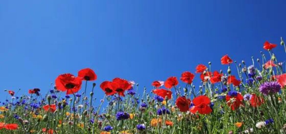 La fine fleur des Carnets : les bureaux du cœur et le Collectif de la fleur française